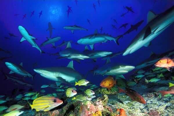 Visuel de Le Septième Ciel des requins gris