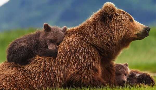 Visuel de Grizzly