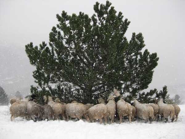 Visuel de Les Tourmentes